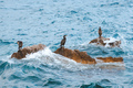 Cormorants resting on rocks splashed by ocean waves - PhotoDune Item for Sale