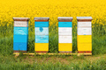 Wooden apiary crates or beehive boxes for beekeeping and honey collecting in blooming canola field - PhotoDune Item for Sale