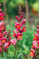 Beautiful garden snapdragon flower blooming in back yard in spring - PhotoDune Item for Sale