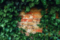 Heart-shaped ivy and worn brick wall as social media background - PhotoDune Item for Sale