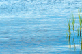 Green reed grass in sea water - PhotoDune Item for Sale