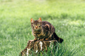 Cute young cat on tree stump in back yard looking at camera - PhotoDune Item for Sale