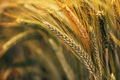 Wheat ears in field, cereal crops ripening in cultivated plantation - PhotoDune Item for Sale