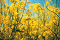 Rapeseed crop is bright-yellow flowering plant cultivated mainly for its oil-rich seed - PhotoDune Item for Sale