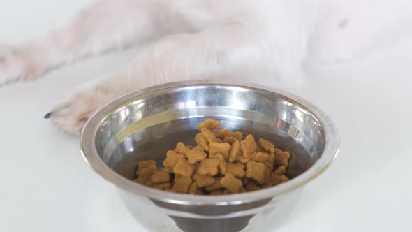 The girl pours food from a paper bag into a bowl. The dog is eating