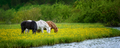 White, black and brown horse on field of yellow flowers by the river - PhotoDune Item for Sale