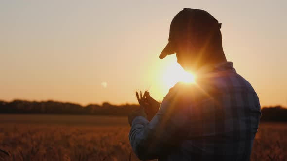 A Farmer Looks at a Spike of Wheat, a Silhouette Against the Background of a Field Where the Sun