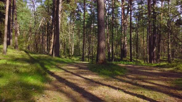 Wild pine forest with green moss under the trees, slow aerial shot moving low between trees on a sun