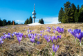 Spring crocuses covered the meadow in front of a high observation tower - PhotoDune Item for Sale