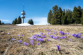 Spring crocuses covered the meadow in front of a high observation tower - PhotoDune Item for Sale