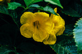 Yellow flowers of the trumpet vine - PhotoDune Item for Sale