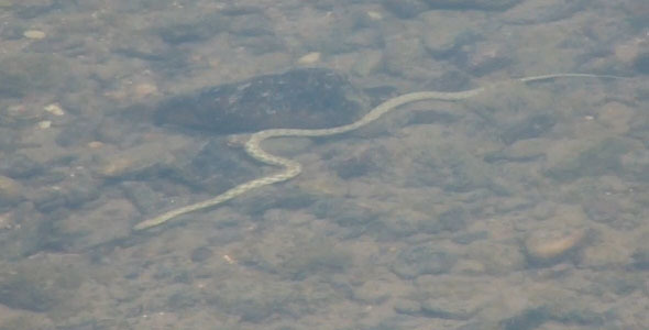 Water Snake 
