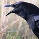 A Crow