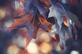 Color changing leaves in autumn  - PhotoDune Item for Sale