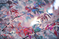 Color changing leaves in autumn  - PhotoDune Item for Sale