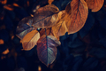 Color changing leaves in autumn  - PhotoDune Item for Sale
