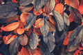 Color changing leaves in autumn  - PhotoDune Item for Sale