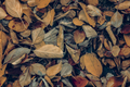 Fallen leaves in autumn - PhotoDune Item for Sale
