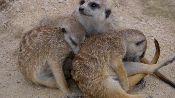 Group of meerkats a species of mammal belonging to the mongoose family. Resting in desert of Africa.