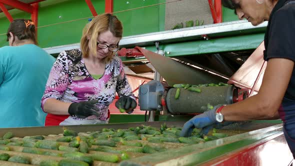 Workers Selecting Cucumbers