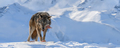 Gray wolf, Canis lupus, eat meat in the winter forest. - PhotoDune Item for Sale
