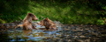 Two Wild Brown Bear play or fight  on pond in the summer forest - PhotoDune Item for Sale