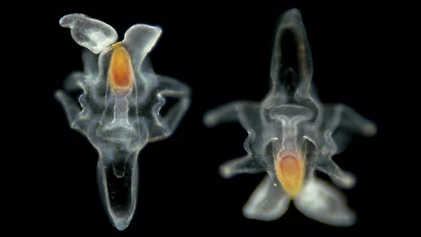 The Larva of the Starfish Asteroidea, Under the Microscope, at the Bipinnaria Stage, the Next Stage