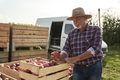 Senior man standing next to big box full of apples - PhotoDune Item for Sale