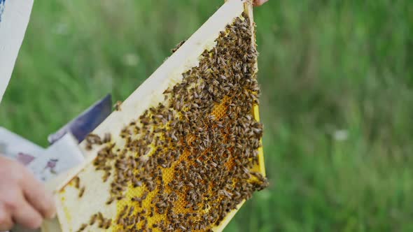 The beekeeper examines bees in honeycombs. Hands of the beekeeper. The bee is close-up.