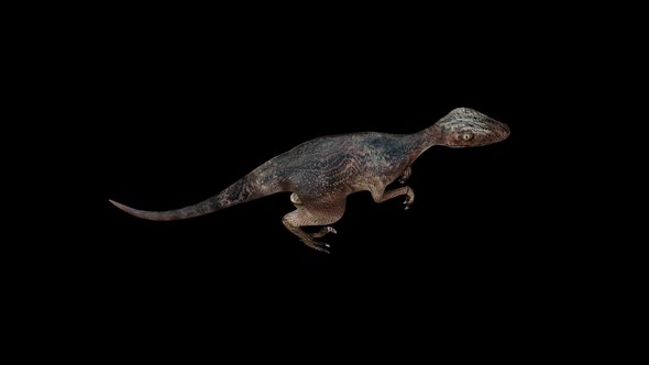 Deinonychus Walk Top View