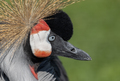 Black crowned crane (Balearica pavonina). - PhotoDune Item for Sale