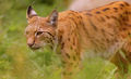 The Eurasian lynx (Lynx lynx) in the forest. - PhotoDune Item for Sale