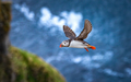 Atlantic puffin (Fratercula arctica), on the rock on the island of Runde (Norway). - PhotoDune Item for Sale