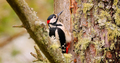 Great spotted woodpecker bird on a tree looking for food.  - PhotoDune Item for Sale