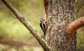Great spotted woodpecker bird on a tree looking for food. - PhotoDune Item for Sale