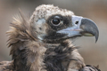 Cinereous vulture (Aegypius monachus) is a large raptorial bird  - PhotoDune Item for Sale