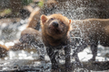Bush dog (Speothos venaticus) in nature.  - PhotoDune Item for Sale