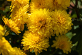 Yellow chrysanthemums close - up in the garden. Beautiful autumn flower background - PhotoDune Item for Sale