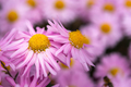 Pink chrysanthemums with a yellow core on a blurry background close-up. - PhotoDune Item for Sale