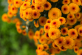 Orange chrysanthemums close-up in the garden. Beautiful autumn flower background - PhotoDune Item for Sale