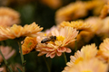 Background of orange chrysanthemum flowers. Bee close-up on a flower in the garden. - PhotoDune Item for Sale