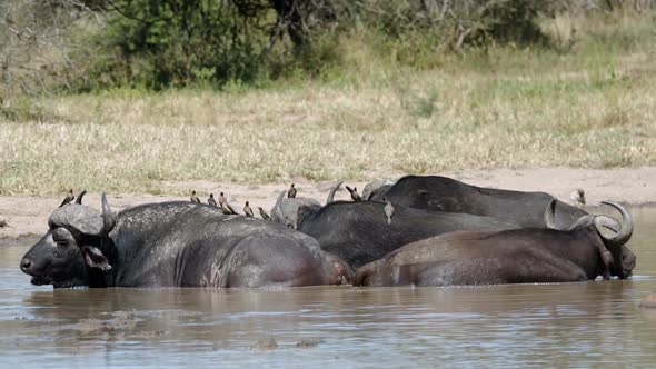 African Cape Buffalo Herd With Birds on Back Cooling Down in River Water. Wild Animals in Natural Ha