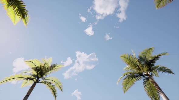 Vintage Avenue of Palm Trees Nature Background Blue Sky Summer Sunset