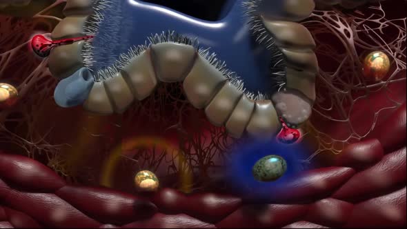 Lung Immunity and Inflammation