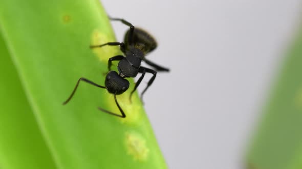 Closeup of a black ant feeding from a cochineal on a leaf. Daylight, macro shot. Front view, approxi