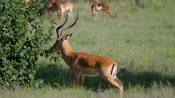 Male Impala Antelope With Huge Horns In African Savannah At Thickets