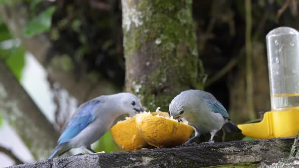 Close Up Of Two White And Blue Birds Eating Fruit In Colombia With Blurry Background.