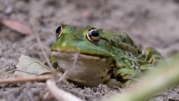 Frog Sits on the Sand Near the River Shore. Portrait of Green Toad.