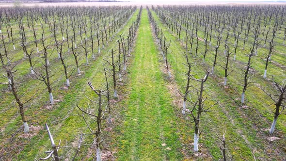 Flight Over the Spring Garden of Young Trees