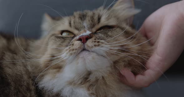 Close up hand of owner is giving the furry cat a massage with love.